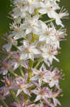 Osceola's plume <BR>Death camas <BR>Crow poison